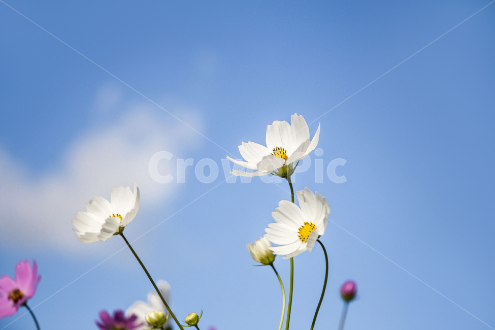코스모스,꽃,하늘,식물,구름,줄기,가을,가을,계절,fall,autumn,season,식물,자연,plants,nature,꽃,flower,plant