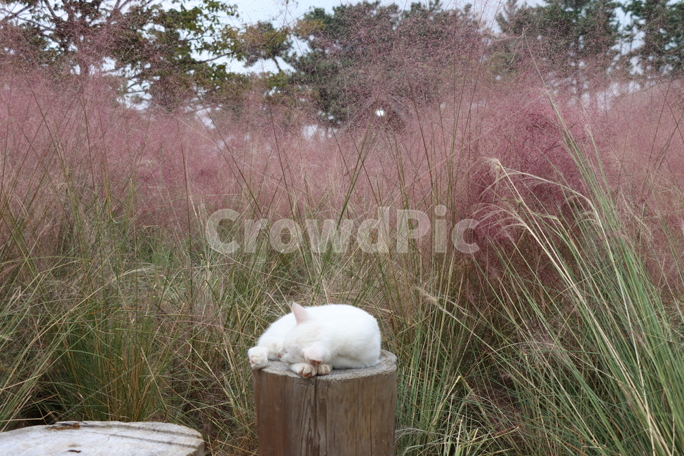 고양이,핑크뮬리,하얀고양이,흰고양이,길고양이,자는고양이,동물,cat,animal,동물,animal,포유류,mammal,고양이,cat,kitten,kitty