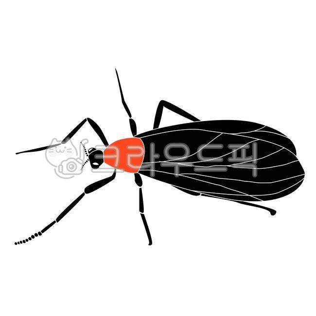 곤충,익충,러브버그,lovebug,insect,벌레