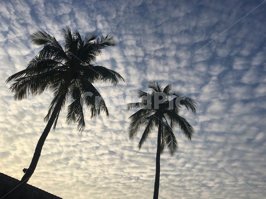 야자수,동남아야자수,동남아노을,노을,구름,sky,cloud,palmtree,팜트리,자연,풍경,nature,landscape,식물,plants,나무,trees,wood