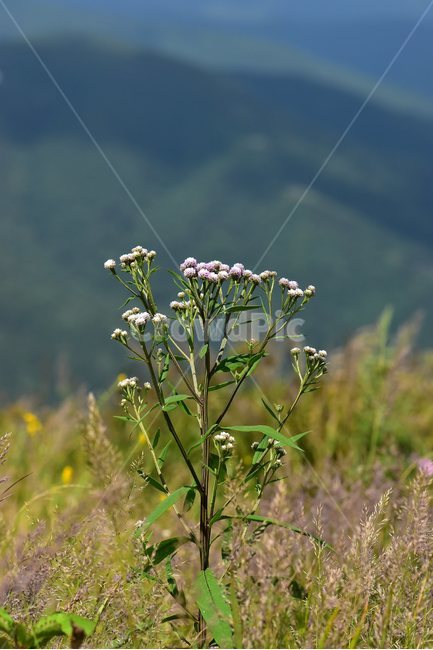 각시취,야생화,식물,자연,꽃,생태,힐링,플라워,wildflower,flower,plants,nature,season,감성,느낌,emotion,feeling,여름,초롱꽃목,국화과,취나물속,식물,자연,plants,nature,꽃,flower