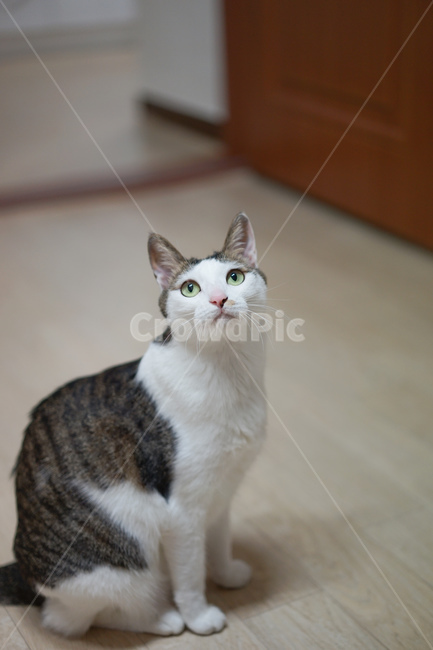 고양이,야옹이,코리안숏헤어,반려묘,미묘,애완동물,동물,animal,포유류,mammal,고양이,cat,kitten,kitty