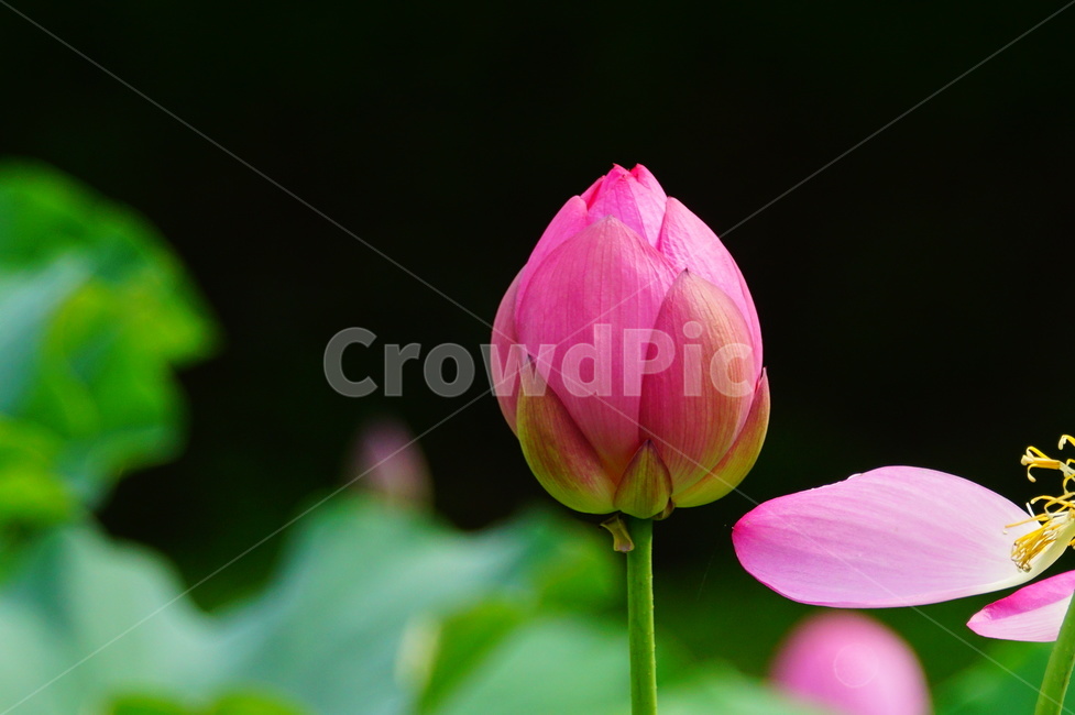 plant,식물,blossom,flower,꽃,식물,자연,plants,nature,꽃,flower