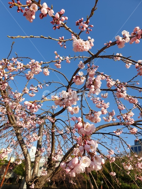 벚꽃,수양벚꽃,보라매공원,꽃구경,맑은날씨,봄,계절,spring,season,식물,자연,plants,nature,꽃,flower,plant,blossom