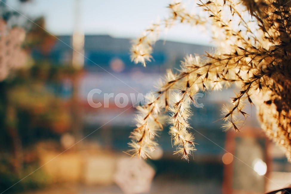 햇살,오후,창가,빛,보케,식물,자연,plants,nature