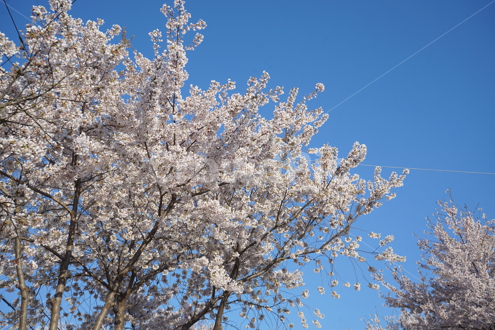 벚꽃,꽃,꽃놀이,봄,flower,봄,계절,spring,season,식물,자연,plants,nature,꽃,flower,plant,blossom