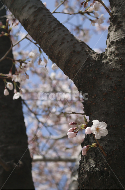 blossom,flower,꽃,벚꽃,봄꽃,spring,봄,plant,식물,tree,나무,treetrunk,나무줄기,나뭇가지,하늘,sky