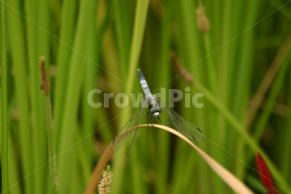 잠자리,dragonfly,곤충,insect,macro,fly,nature,green,bug,leaf,wings,closeup,animal,wildlife,damselfly,closeup,fauna,eyes,blue,summer,detail,insects,grass,garden,wing,wild,close,동물,animal,곤충,벌레,insect,bug
