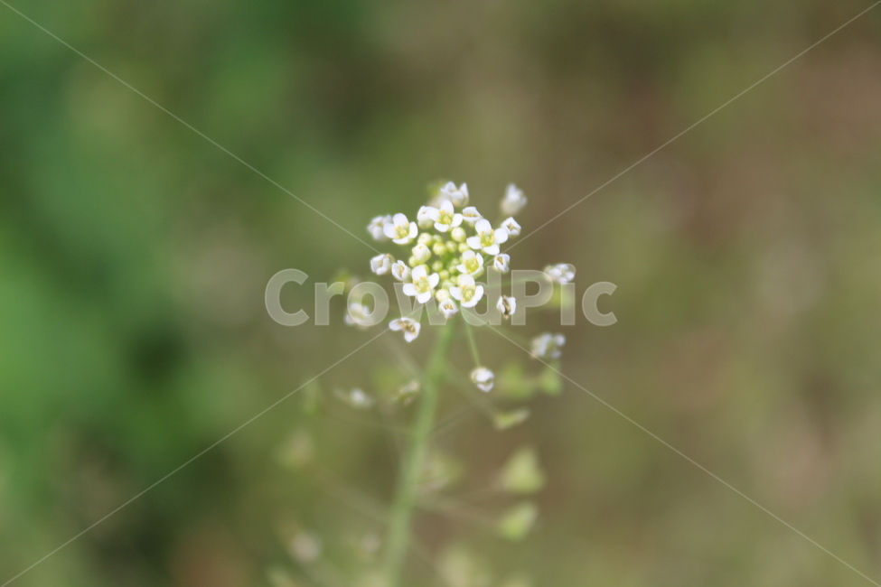 야생화,들꽃,들에핀꽃,야생꽃,작은꽃,칼라풀,식물,자연,plants,nature,꽃,flower