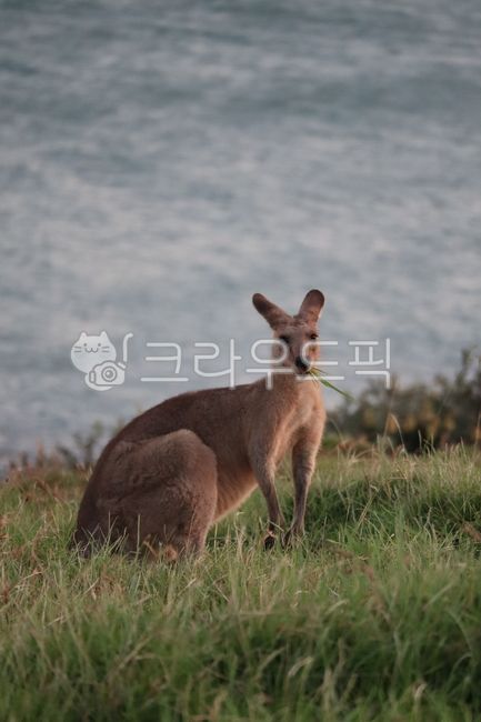 캥거루,왈라비,자연,동물,호주
