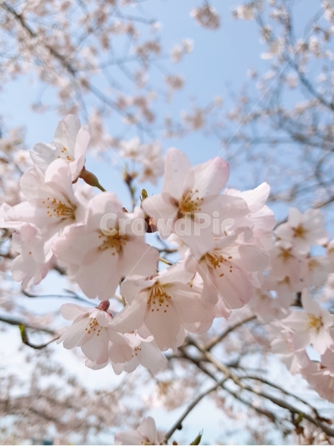 벚꽃,봄,꽃잎,분홍꽃,분홍색