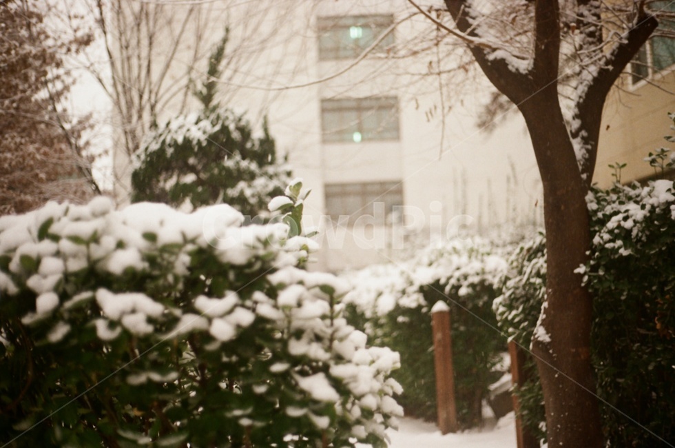 눈,꽃,눈꽃,아련,겨울,겨울,계절,winter,season