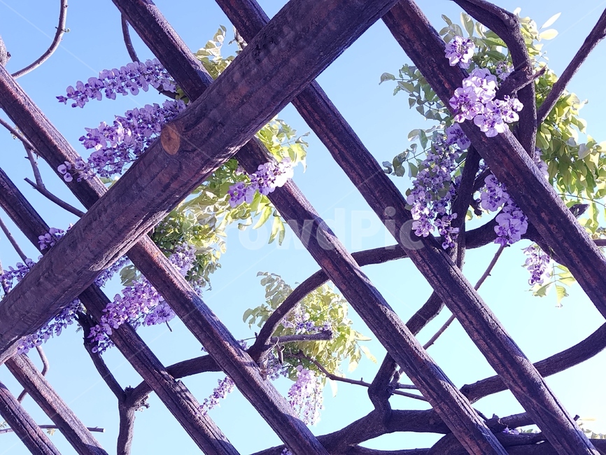 등나무,등나무꽃,라일락,꽃,정자,하늘,식물,자연,plants,nature,꽃,flower
