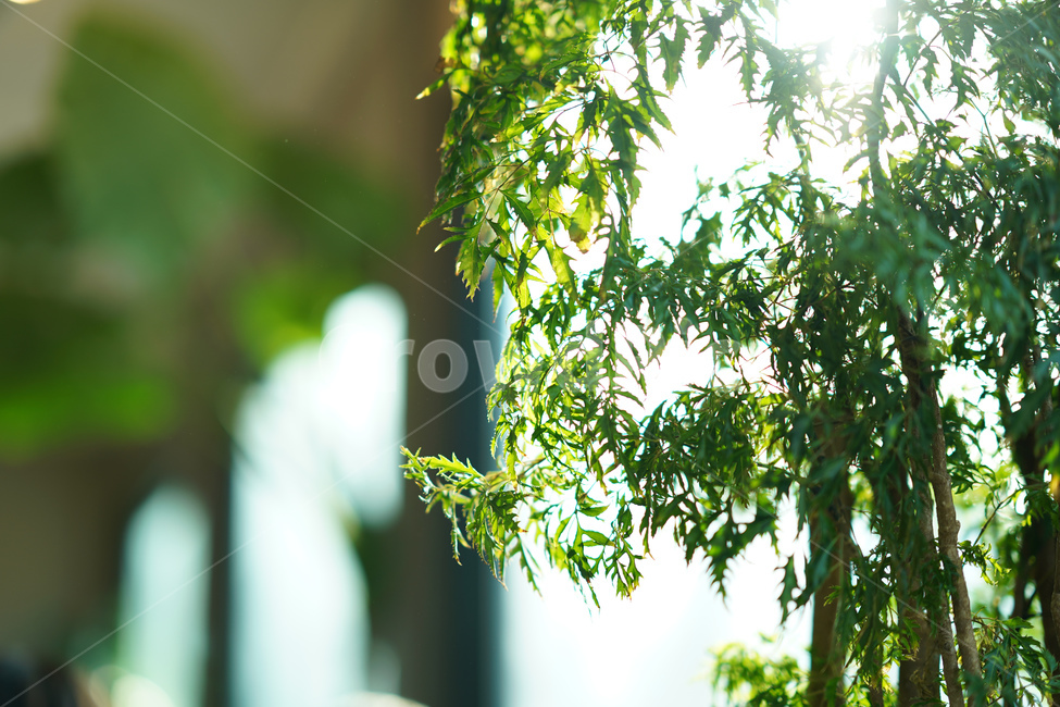빛,나무,초록,잎,식물,식물,자연,plants,nature