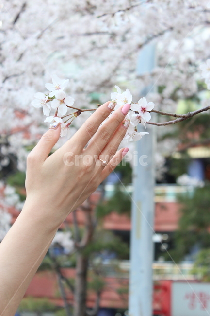 Cherry Blossom Festival,Cherry Blossom,ring,pink nail,tree,Emotional photo,flower,cherry blossom tree,spring,spring nail,spring flowers,cherry blossom viewing,nail art,sight,flower nail,hand