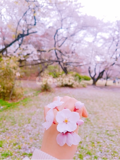 벚꽃,봄,flower,꽃,감성,봄나들이,나들이