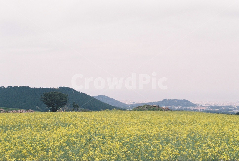 필름사진,제주,유채꽃,자연풍경,제주여행,노랑,자연,산,봄,계절,필름,nature,spring,season,film,자연,풍경,nature,landscape,한국자연풍경,한국자연경관,korea nature landscape,제주도,jeju,jeju island,식물,plants,꽃,flower,grassland,목초지,outdoors,옥외,field,들