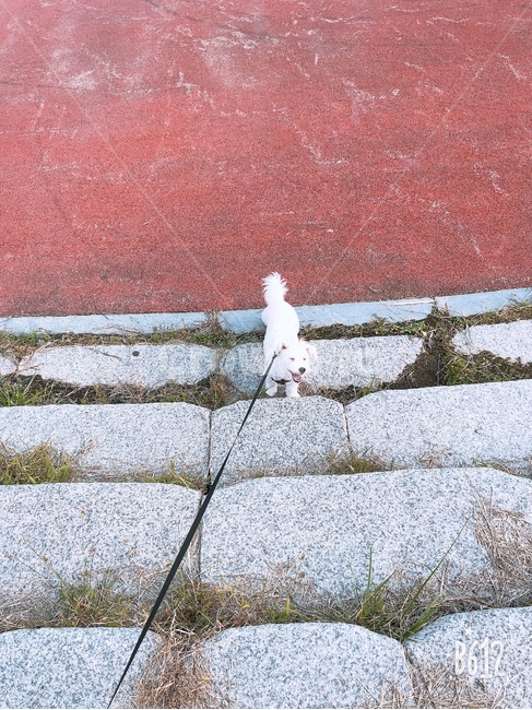 강아지,산책,웃는,귀여운,하얀강아지,말티푸