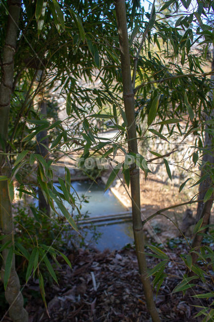 대나무,나무,자연,어린대나무,풀잎,식물,자연,plants,nature,나무,trees,wood
