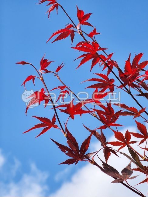sky,Maple tree,tree,red tree leaves,peacock maple