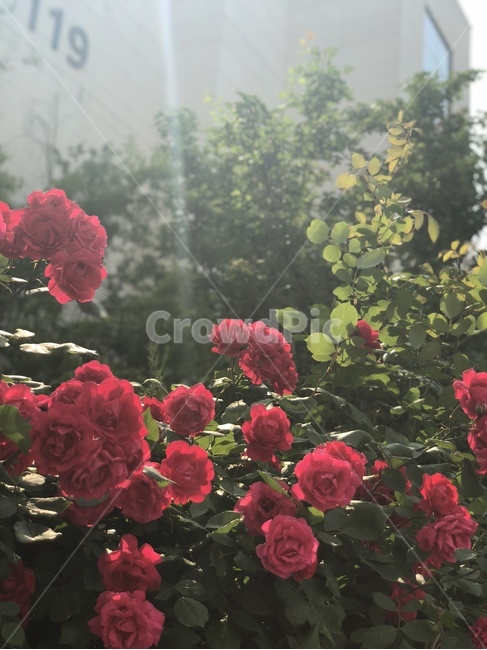 장미,햇살,산책,꽃,아침,감성