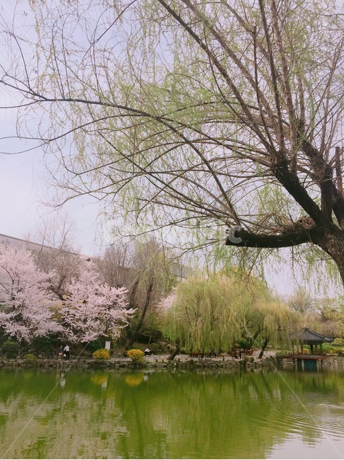 봄,벚꽃,호수,spring,cherryblossoms,lake,봄,계절,spring,season,자연,풍경,nature,landscape,plant,식물,tree,나무