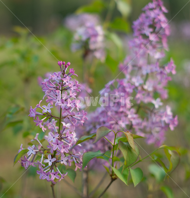 라일락,봄꽃,꽃,꽃나무,springflowers,flowers,aflowertree,lilac