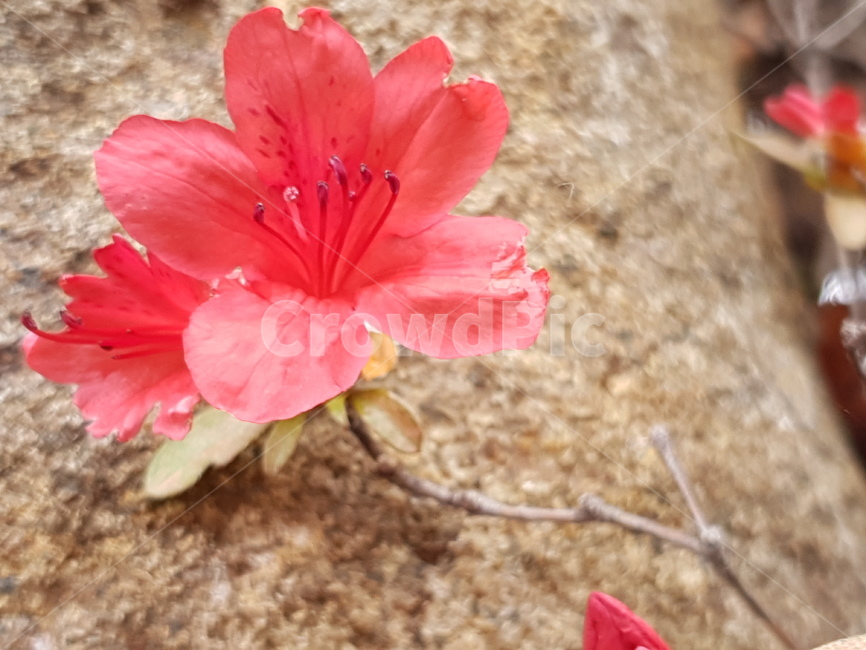 꽃,봄,왜철쭉,plant,blossom