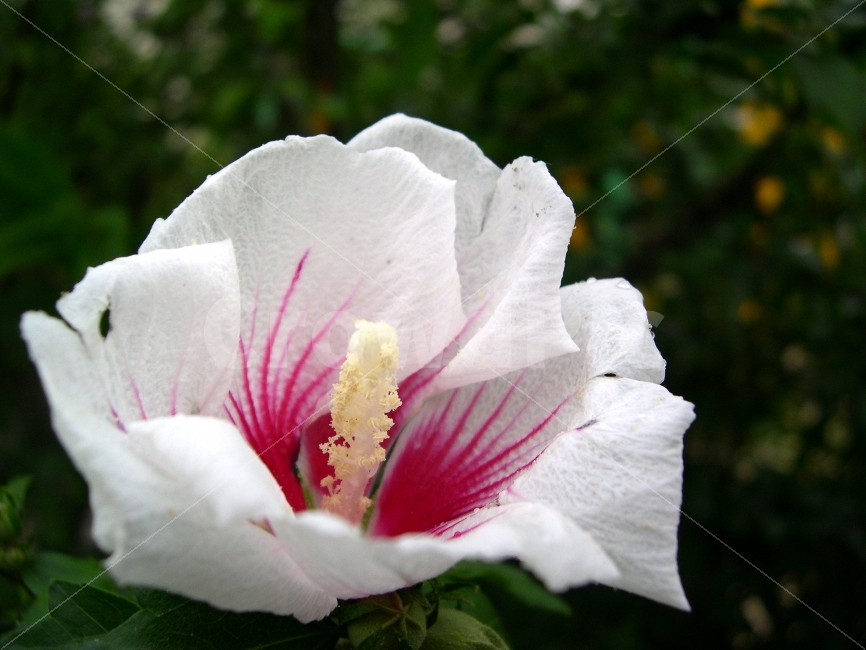 무궁화,국화,꽃,식물,무궁화꽃,flower,Mugunghwa,흰색,white,식물,자연,plants,nature,꽃,flower