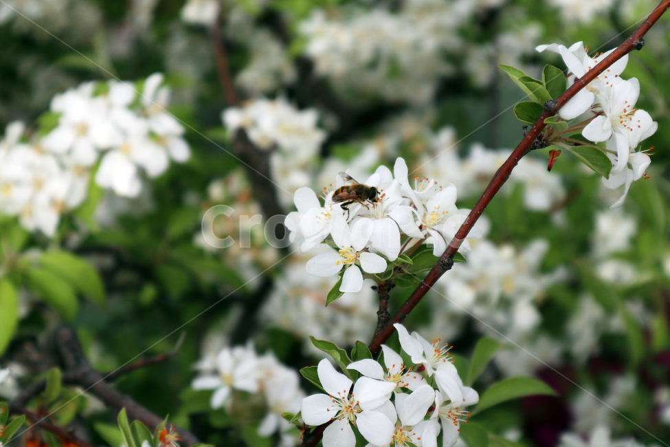 plant,식물,곤충,bee,벌,animal,화분