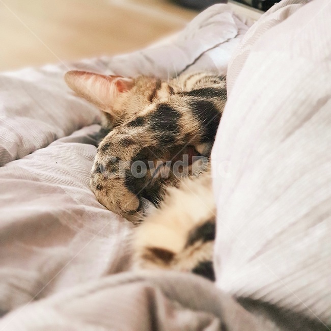 고양이,cat,자고있는고양이,평화로운,졸린,잠자는,peaceful