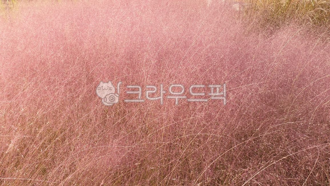 핑크뮬리,뮬리,분홍갈대,꽃,식물,자연,가을,계절,fall,억새,풍경,따뜻함,plants,nature,감성,색채,색감,feeling,color,sensible,autumn