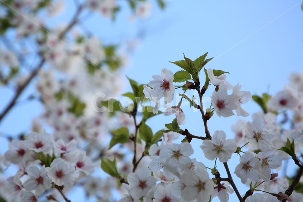벚꽃,봄,꽃,하늘,나무,분홍,봄,계절,spring,season,식물,자연,plants,nature,꽃,flower,plant,blossom