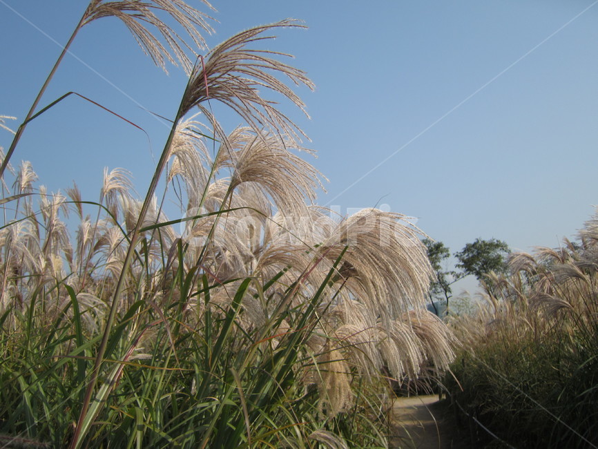 억새,은빛,하늘,가을,물듬,공원,산책,10월,가을,계절,fall,autumn,season,식물,자연,plants,nature,grass,잔디,plant,lawn,reed,갈대