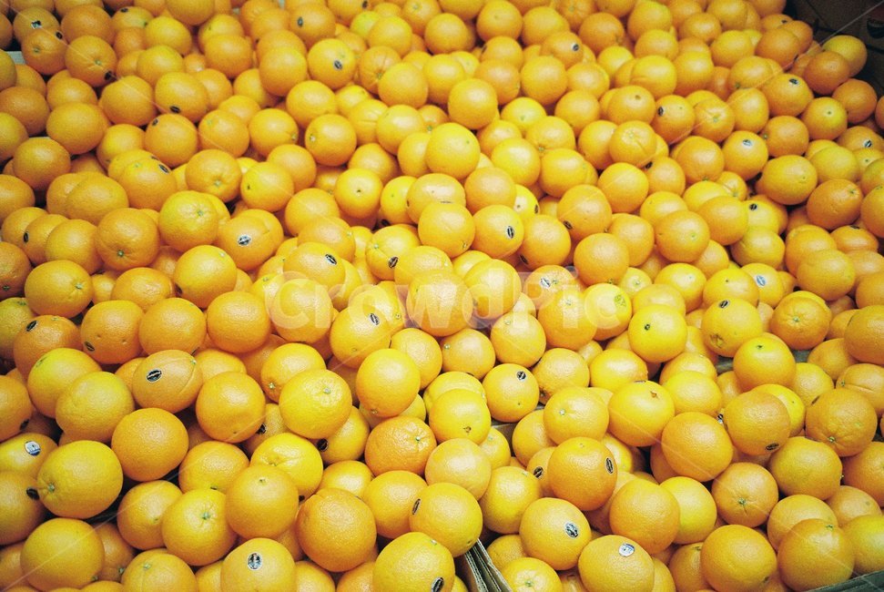 오렌지,과일,주황,마트,가판대,필름,카메라,필름카메라,film,camera,filmcamera,mart,orange,과일,열매,fruit