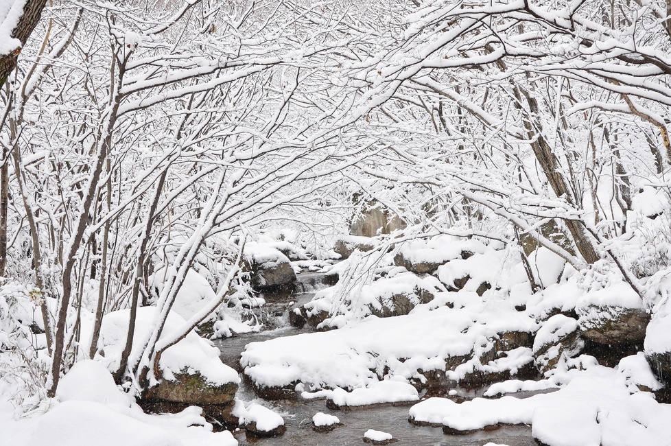 장성,입암산성,남창게곡,설경,남창계곡설경,storm,폭풍,tree,나무,plant,식물,ice,빙,snow,눈,winter,겨울,nature,자연,outdoors,옥외,blizzard,눈보라,겨울,계절,winter,season,자연,풍경,nature,landscape