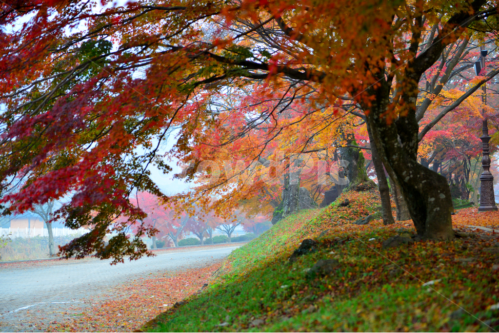 전남,백양사가을,장성,백양사,tree,나무,plant,식물,maple,단풍,leaf,잎,treetrunk,나무줄기,경치,경관,풍경,가을,계절,딘풍잎,추색,추경,outdoors,옥외,nature,자연,가을,계절,fall,autumn,season,식물,자연,plants,nature,나무,trees,wood