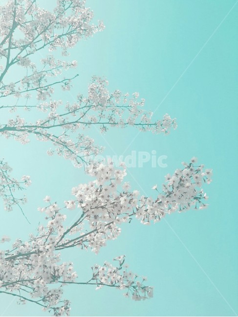 벚꽃,벚꽃나무,하늘,푸른하늘,봄,자연,풍경