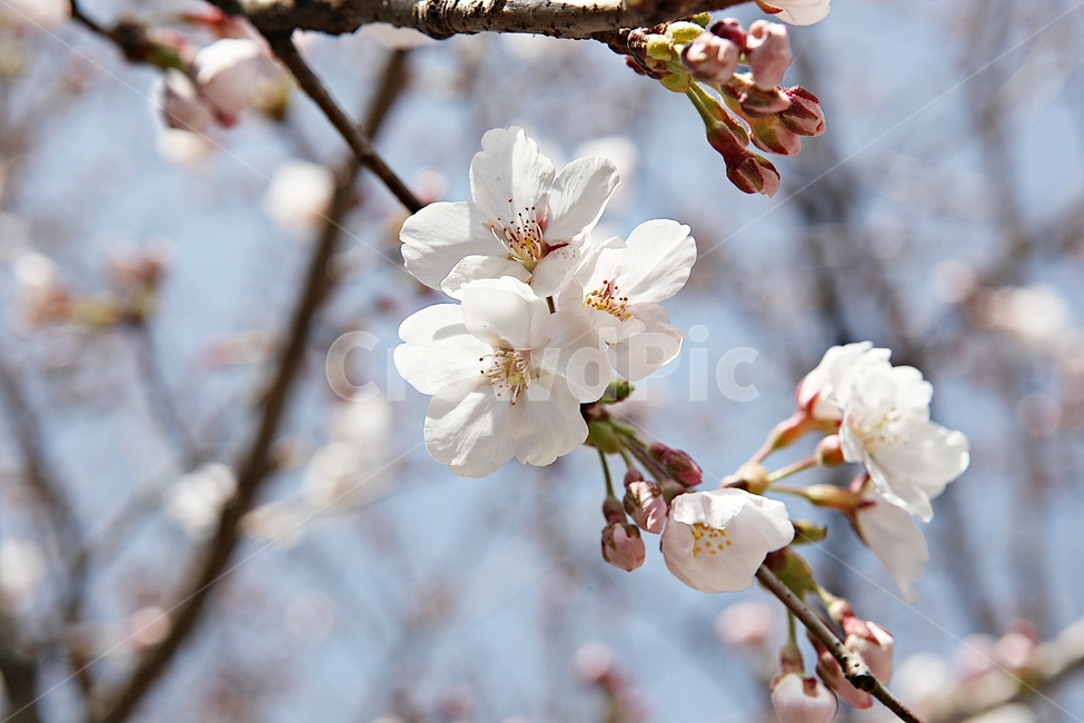 벗꽃,벗나무,꽃,벗꽃잎,꽃잎,봄꽃,봄,식물,자연,공원,식물,자연,plants,nature,꽃,flower