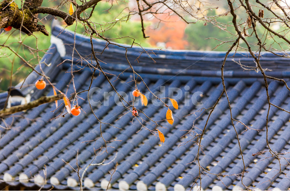 기와,문양,무늬,전통,문화유산,가을,까치밥,가을,계절,fall,autumn,season,한국전통,한국문화,korean traditional,korean culture,과일,열매,fruit,건축물,건물외관,exterior,building,structure,architecture,construction
