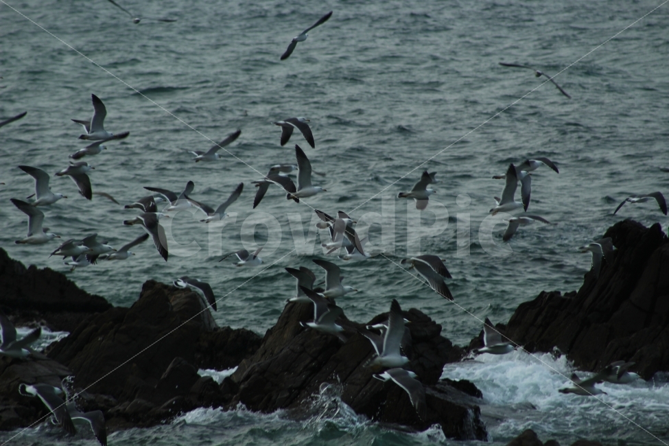 바다,갈매기,파도,동해,풍경,동물,animal,조류,새,birds