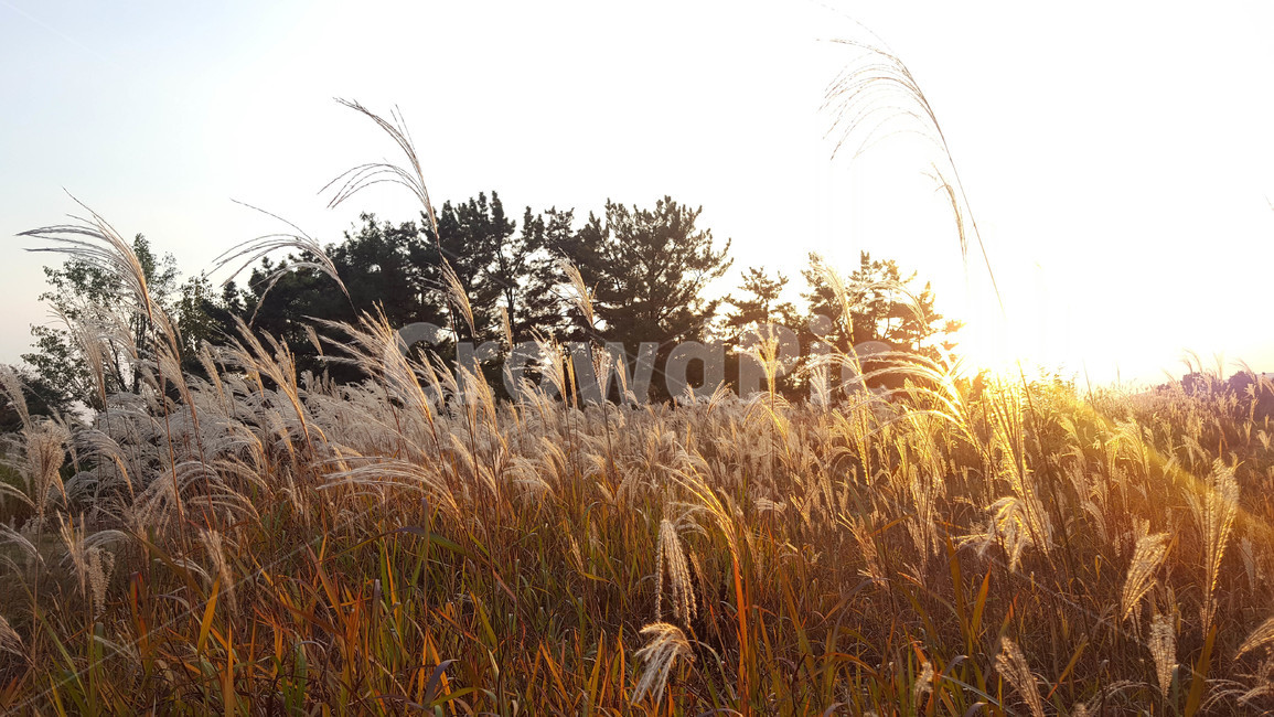 가을,갈대,하늘,노을,sunset,가을,계절,fall,autumn,season,자연,풍경,nature,landscape,grass,잔디,plant,식물,lawn,reed