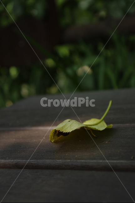 잎,식물,나뭇잎,낙엽,plant