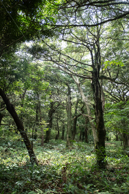 제주,제주도,섬,자연,풍경,경치,아름다운풍경,아름다움,nature,land,outdoor,비자림,나무,숲,forest,초목,자연,풍경,nature,landscape,식물,plants,나무,trees,wood,tree,plant,woodland,삼림지,outdoors,옥외,vegetation,땅,tree trunk,나무 줄기,grove,작은 숲