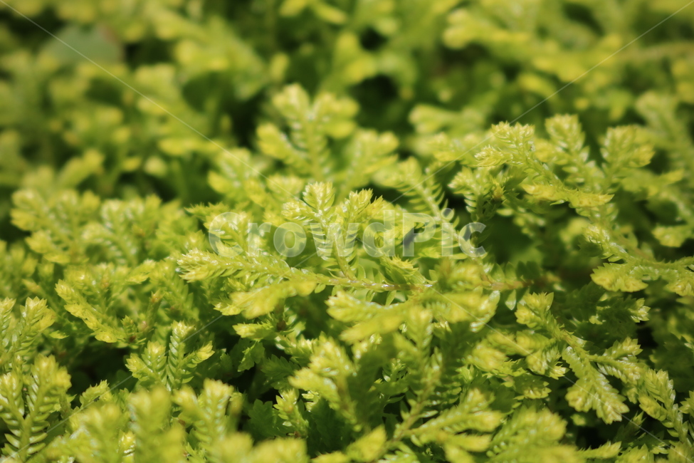 식물,초록식물,풀,녹색식물,녹색,식물,자연,plants,nature