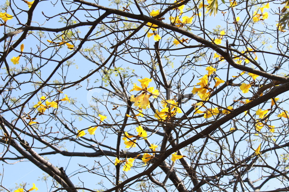 공원,봄,초봄,나무,꽃,식물,식물,자연,plants,nature,나무,trees,wood