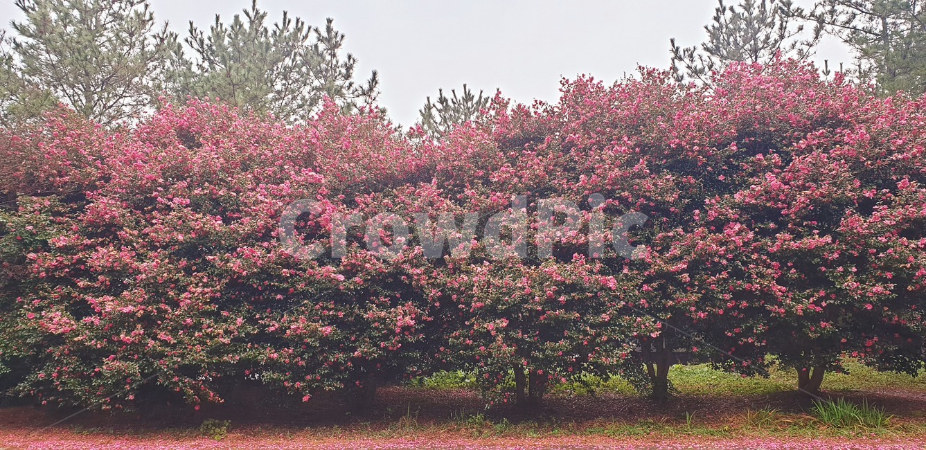 flower,camellia,red,winter,겨울,동백꽃,꽃,카멜리아