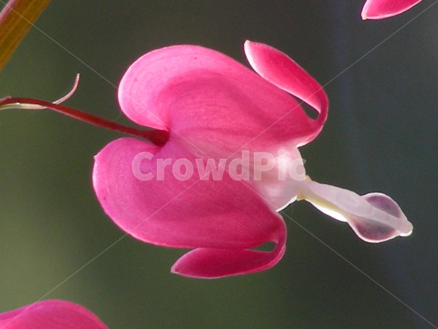 꽃,형상,감성사진,금낭화,금낭화접사,식물,자연,plants,nature,꽃,flower