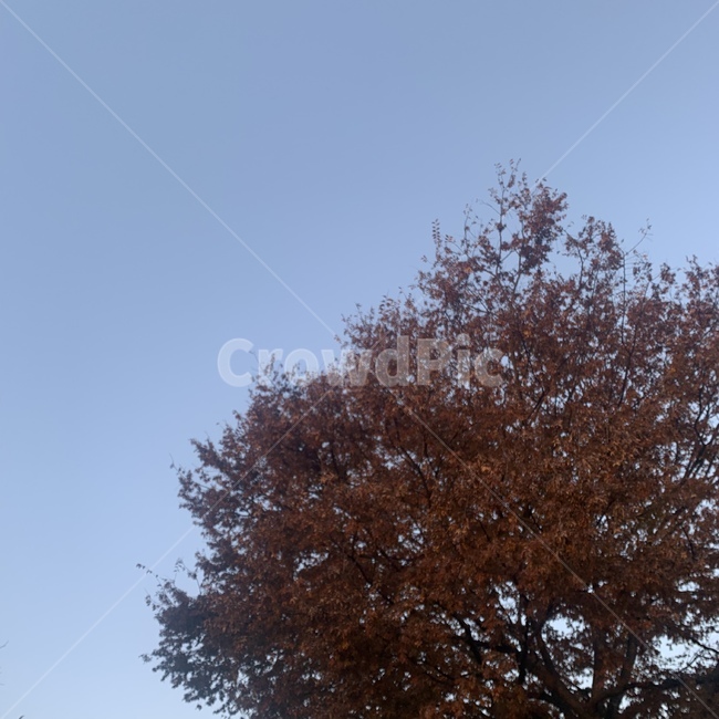 하늘,tree,나무,가을,단풍,식물,자연,plants,nature,나무,trees,wood