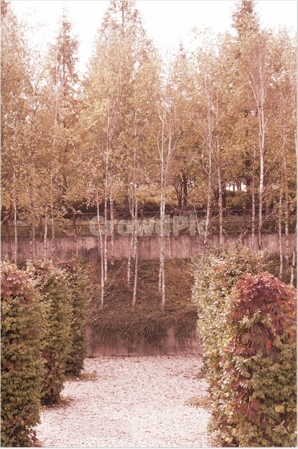 자작나무숲,가을숲,몽환적,단풍,낙엽,가을,가을,계절,fall,autumn,season,tree,나무,plant,식물